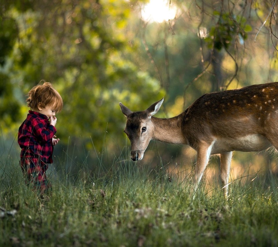 Обои трава, природа, лес, олень, ребенок, мальчик, grass, nature, forest, deer, child, boy разрешение 1920x1080 Загрузить