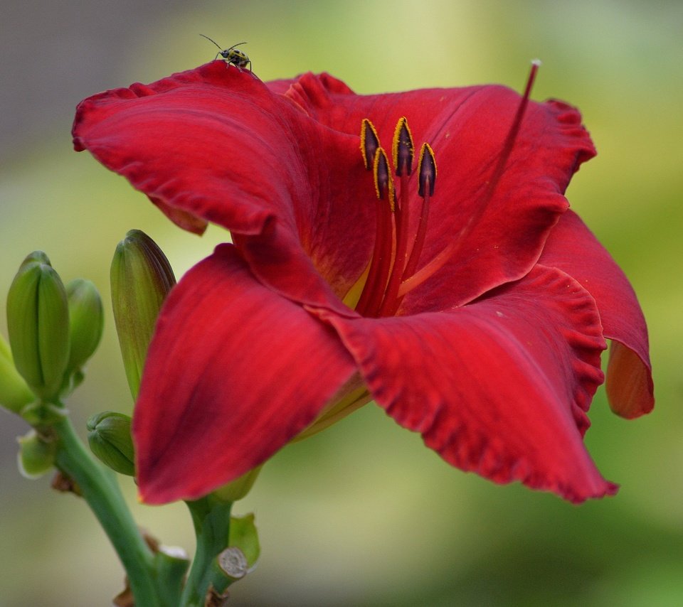 Обои бутоны, макро, цветок, лепестки, лилия, buds, macro, flower, petals, lily разрешение 3201x2868 Загрузить