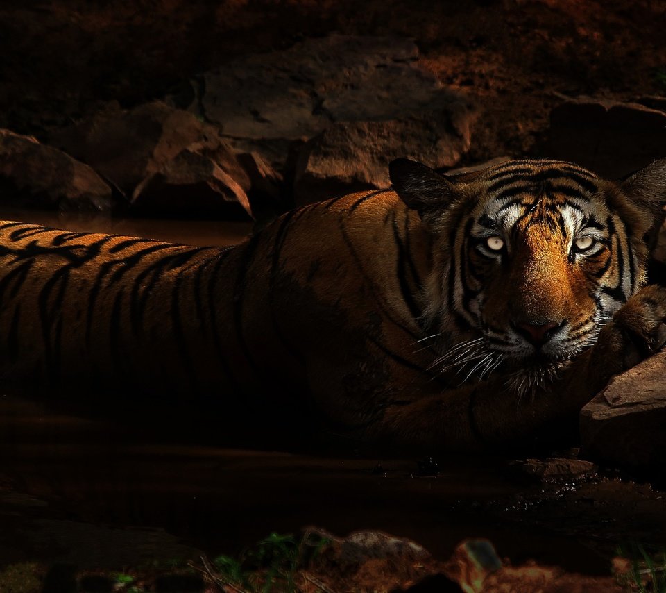 Обои тигр, лежит, глаза, купание, морда, зоопарк, ночь, темно, грязь, камни, взгляд, водоем, tiger, lies, eyes, bathing, face, zoo, night, dark, dirt, stones, look, pond разрешение 3435x1932 Загрузить