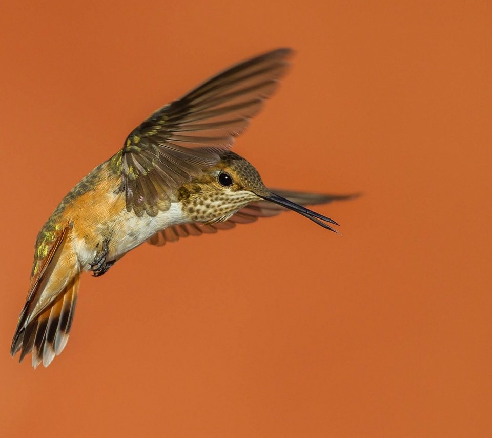 Обои крылья, птица, клюв, колибри, охристый колибри, wings, bird, beak, hummingbird, buffy hummingbird разрешение 2048x1152 Загрузить