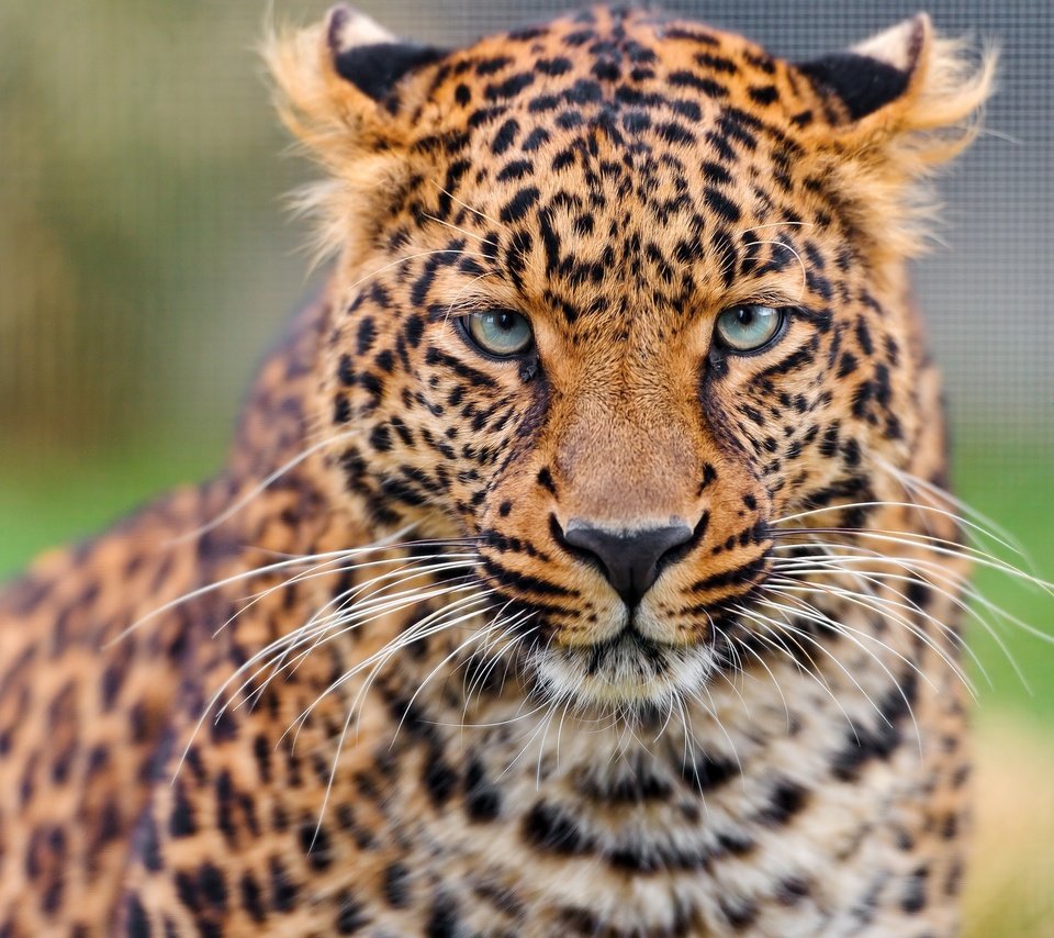 Обои морда, усы, взгляд, леопард, хищник, большая кошка, face, mustache, look, leopard, predator, big cat разрешение 3840x2160 Загрузить