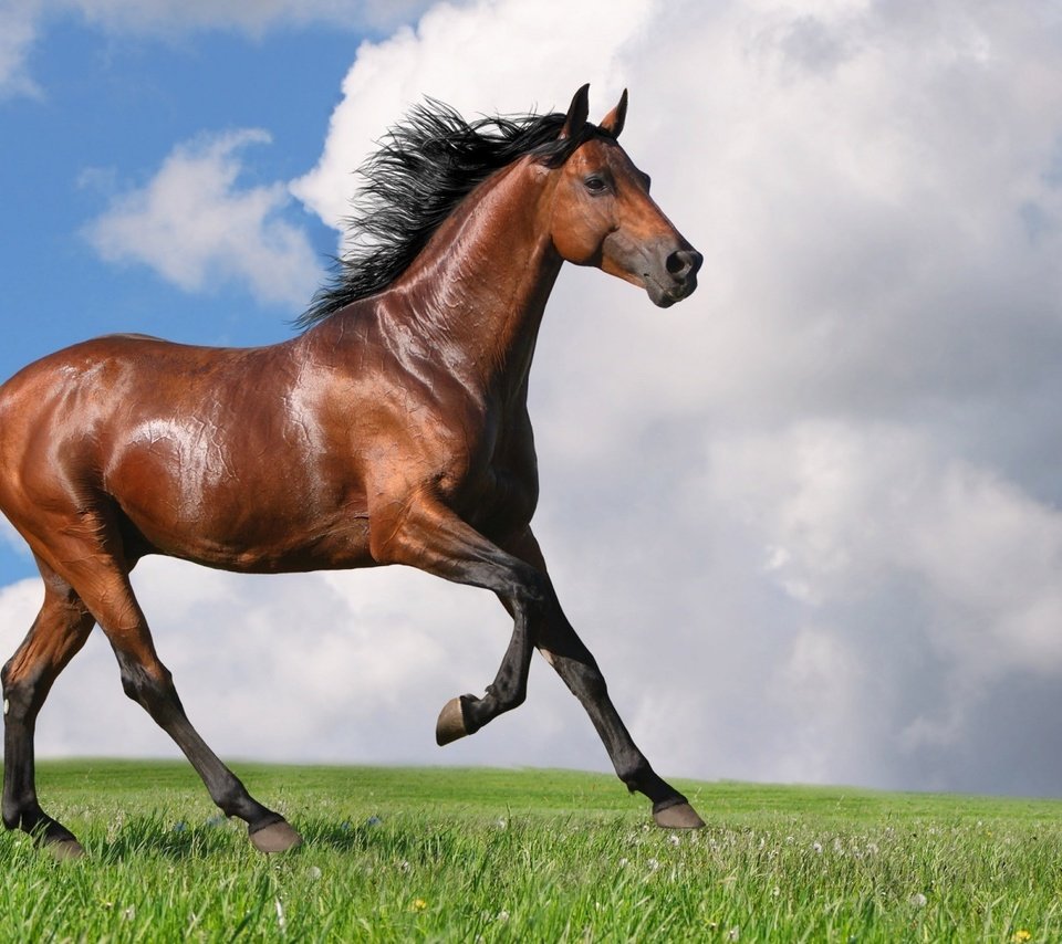 Обои небо, лошадь, трава, облака, конь, грива, хвост, the sky, horse, grass, clouds, mane, tail разрешение 1920x1080 Загрузить