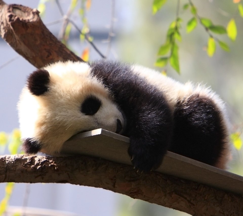 Обои дерево, панда, сон, зоопарк, детеныш, дикие животные, tree, panda, sleep, zoo, cub, wild animals разрешение 3840x2400 Загрузить