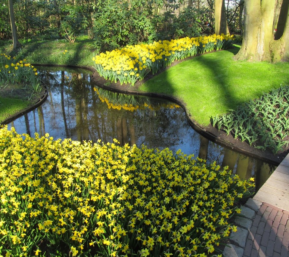 Обои цветы, парк, пруд, нарциссы, нидерланды, голландия, keukenhof, flowers, park, pond, daffodils, netherlands, holland разрешение 3600x2700 Загрузить