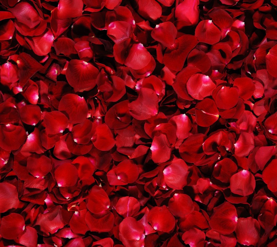 Обои фон, розы, лепестки, красные, background, roses, petals, red разрешение 5075x3172 Загрузить