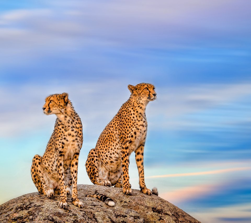 Обои небо, камень, парочка, дикая кошка, гепарды, the sky, stone, a couple, wild cat, cheetahs разрешение 3600x2025 Загрузить