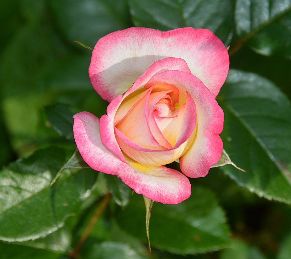 Обои листья, макро, цветок, лепестки, бутон, розовая роза, leaves, macro, flower, petals, bud, pink rose разрешение 4675x3063 Загрузить