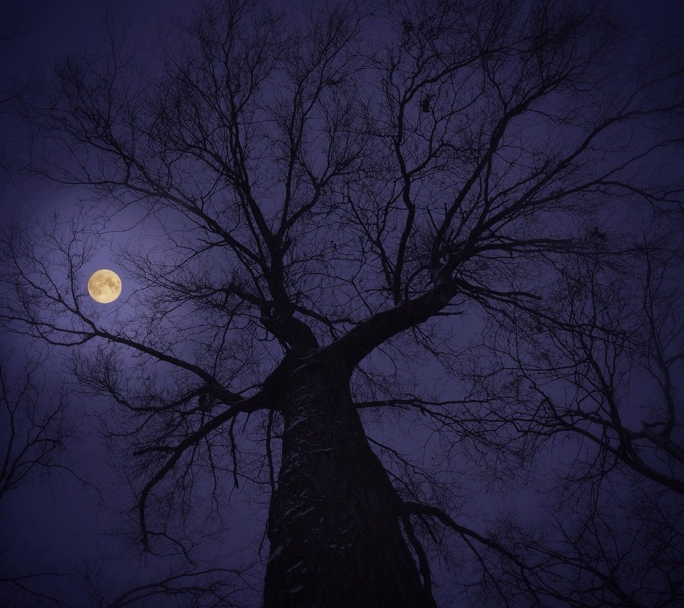 Обои небо, дерево, ветки, луна, the sky, tree, branches, the moon разрешение 3264x2162 Загрузить