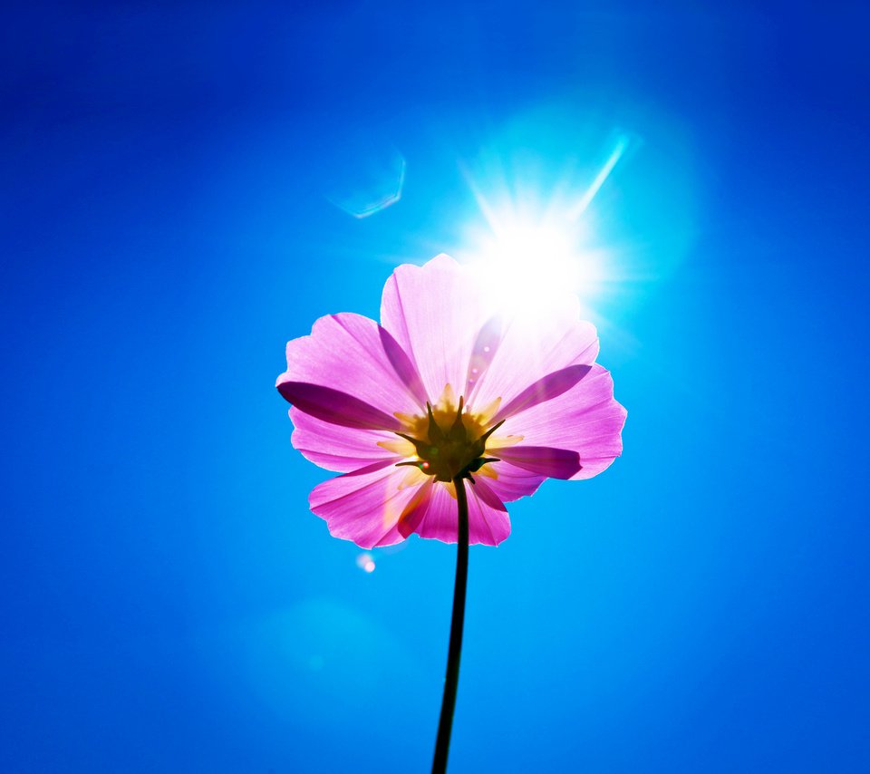 Обои небо, цветок, лепестки, стебель, космея, солнечный день, the sky, flower, petals, stem, kosmeya, sunny day разрешение 2160x1920 Загрузить