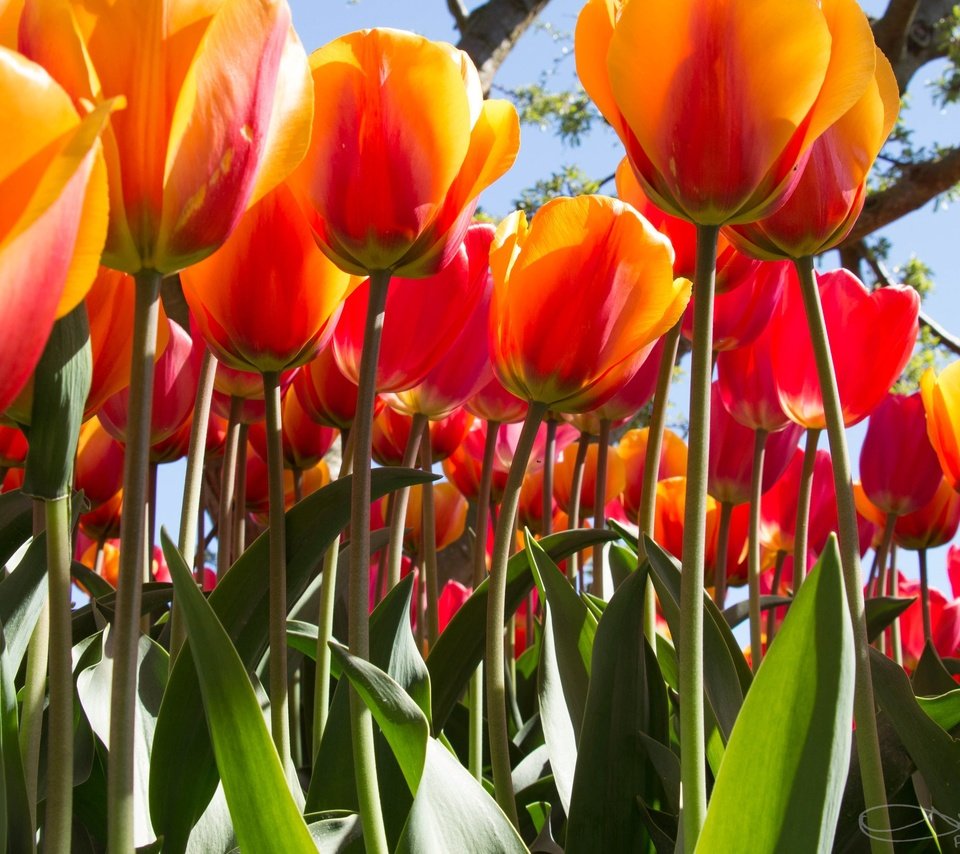 Обои цветы, бутоны, листья, лепестки, весна, тюльпаны, стебли, flowers, buds, leaves, petals, spring, tulips, stems разрешение 3840x2160 Загрузить