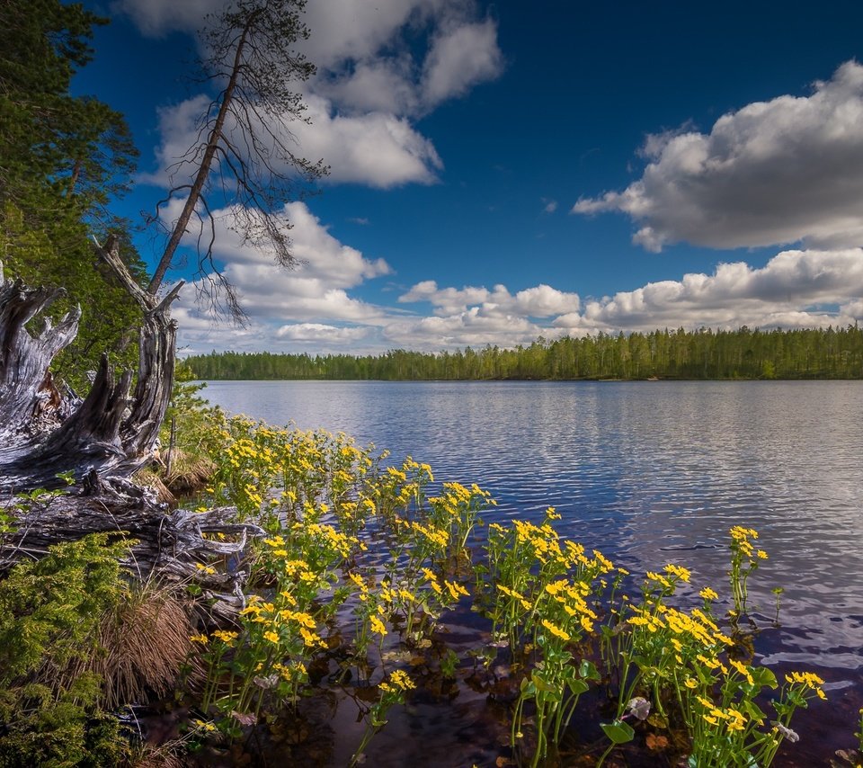 Обои небо, цветы, облака, озеро, лес, финляндия, hossa national park, the sky, flowers, clouds, lake, forest, finland разрешение 1920x1117 Загрузить