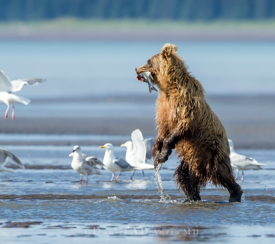 Обои вода, река, медведь, птицы, чайки, рыба, water, river, bear, birds, seagulls, fish разрешение 2048x1365 Загрузить