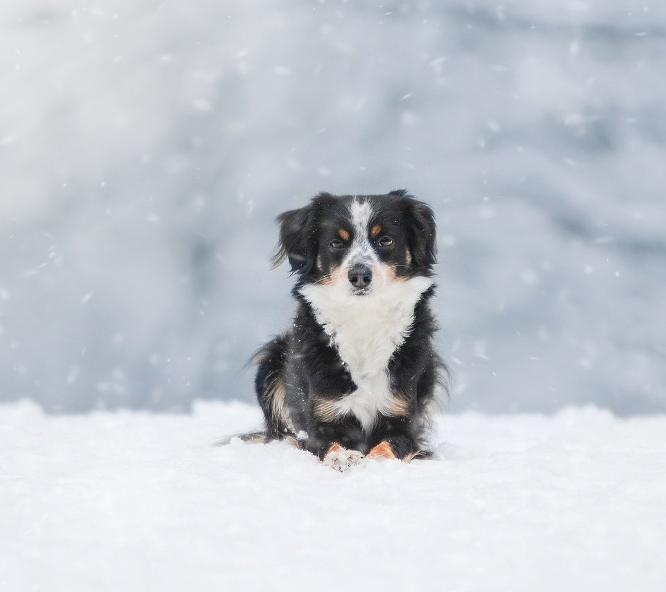 Обои снег, зима, собака, австралийская овчарка, snow, winter, dog, australian shepherd разрешение 1920x1200 Загрузить