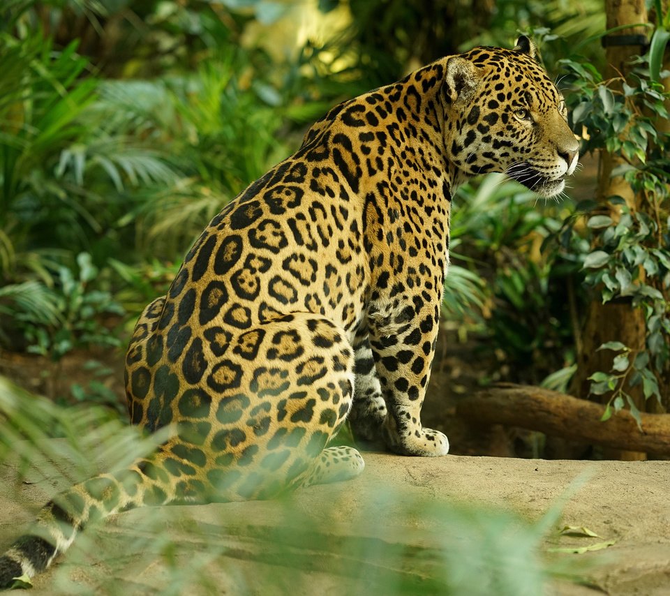 Обои хищник, большая кошка, ягуар, predator, big cat, jaguar разрешение 3840x2400 Загрузить