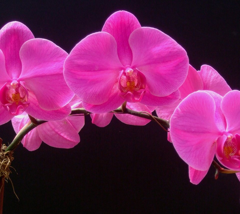 Обои цветы, макро, фон, лепестки, орхидея, соцветие, flowers, macro, background, petals, orchid, inflorescence разрешение 2700x1641 Загрузить