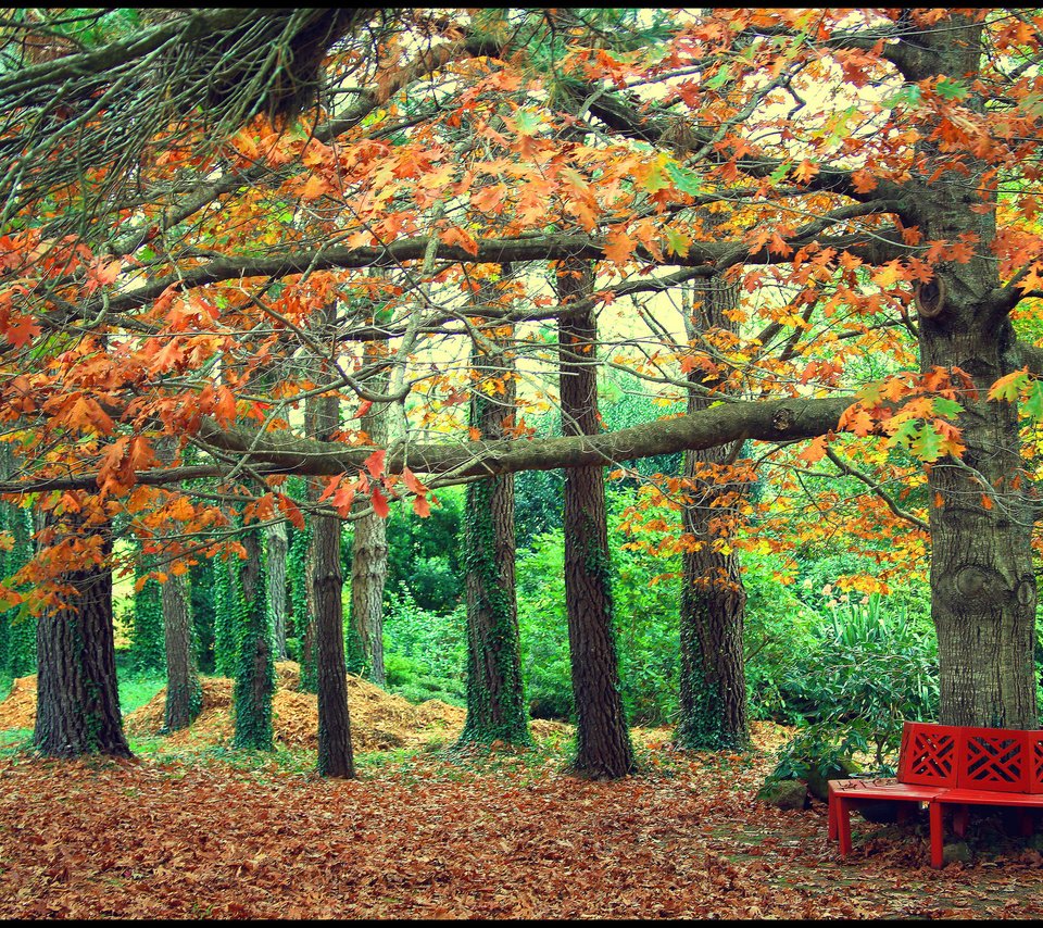 Обои деревья, листья, парк, осень, скамейка, trees, leaves, park, autumn, bench разрешение 2048x1374 Загрузить