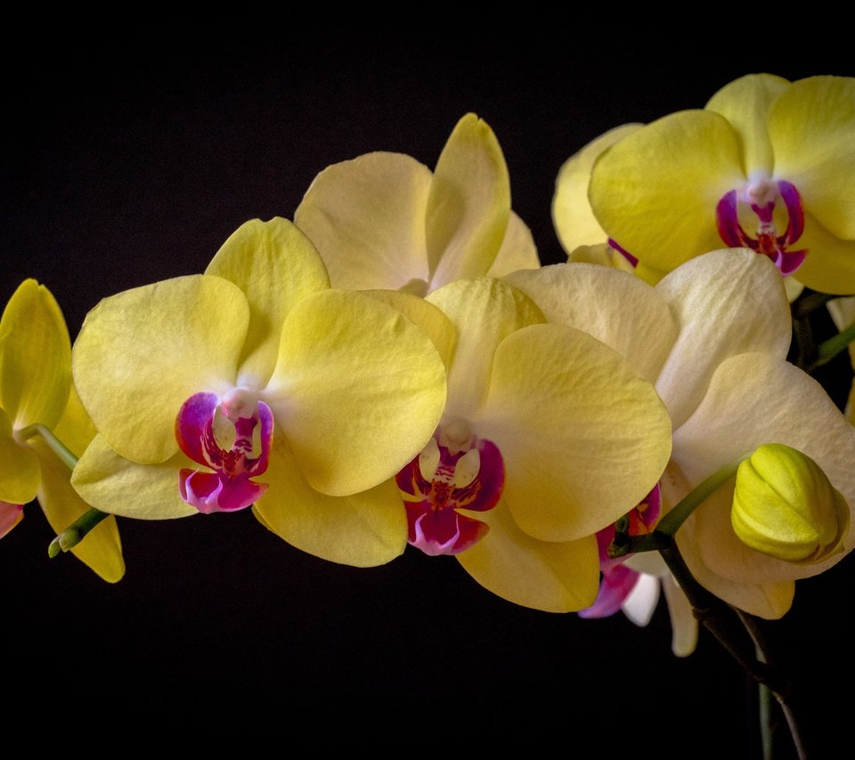 Обои цветы, темный фон, орхидея, фаленопсис, flowers, the dark background, orchid, phalaenopsis разрешение 3000x1950 Загрузить