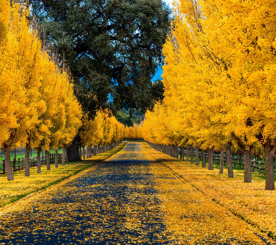 Обои дорога, деревья, природа, листья, парк, осень, забор, аллея, road, trees, nature, leaves, park, autumn, the fence, alley разрешение 3840x2400 Загрузить