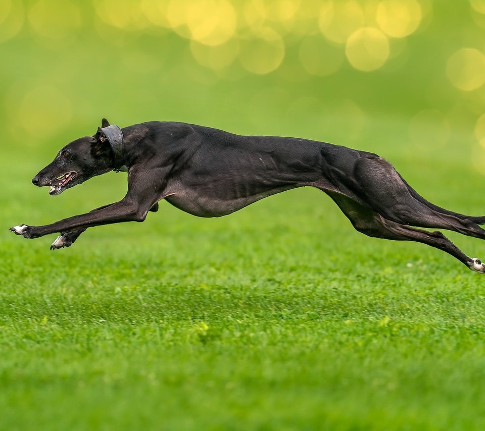 Обои трава, собака, прыжок, друг, бег, борзая, grass, dog, jump, each, running, greyhound разрешение 2048x1366 Загрузить