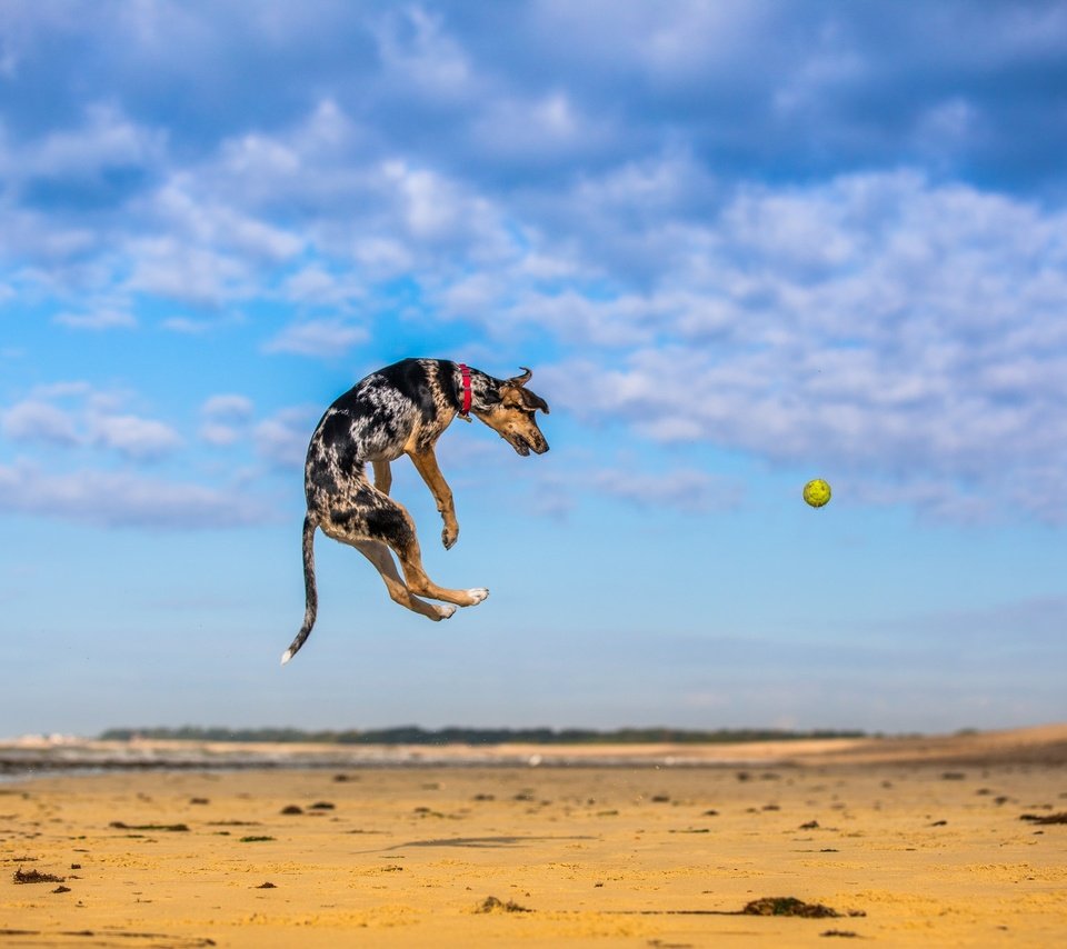 Обои небо, природа, песок, собака, прыжок, игра, мяч, мячик, paul loader, the sky, nature, sand, dog, jump, the game, the ball разрешение 2048x1365 Загрузить