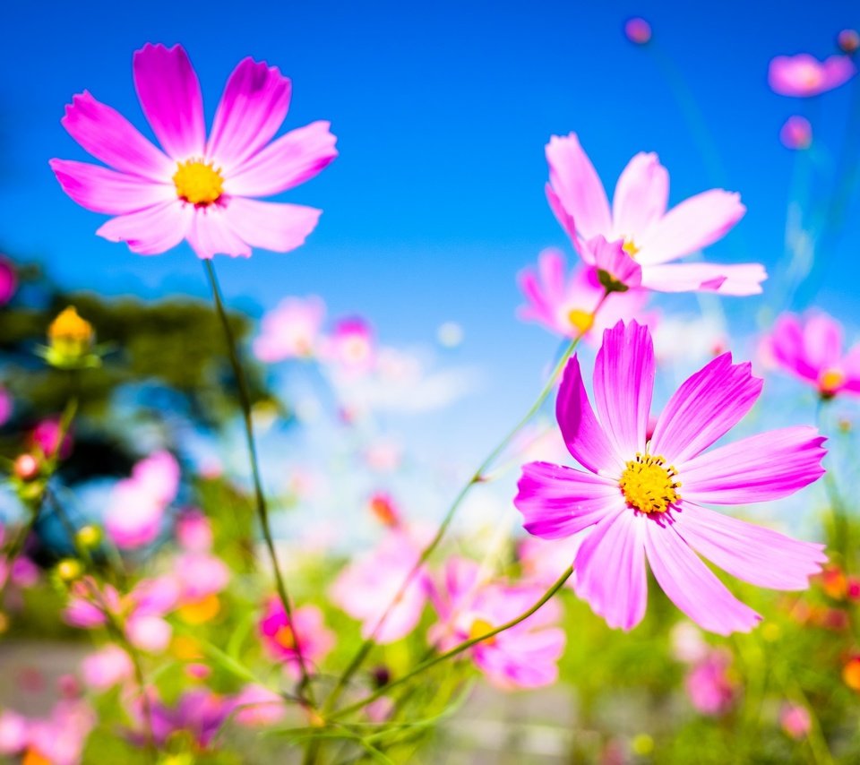 Обои небо, цветы, макро, фон, лепестки, стебли, космея, the sky, flowers, macro, background, petals, stems, kosmeya разрешение 2048x1365 Загрузить