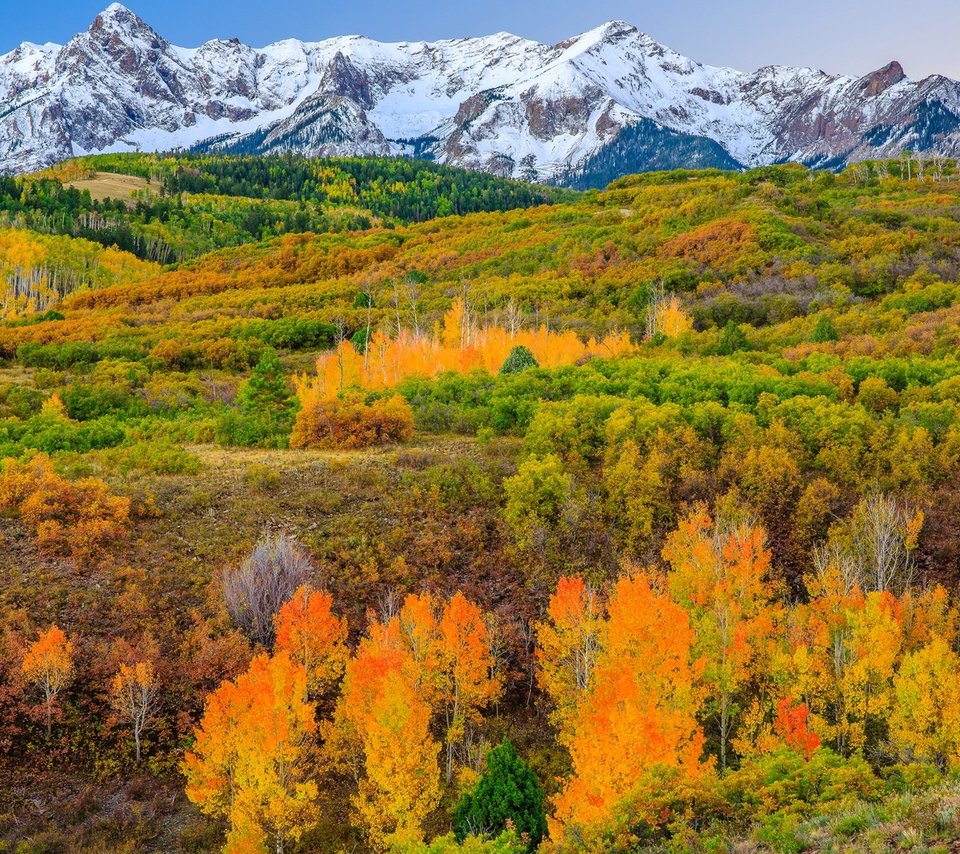 Обои деревья, горы, склон, осень, сша, колорадо, аспен, trees, mountains, slope, autumn, usa, colorado, aspen разрешение 1920x1227 Загрузить