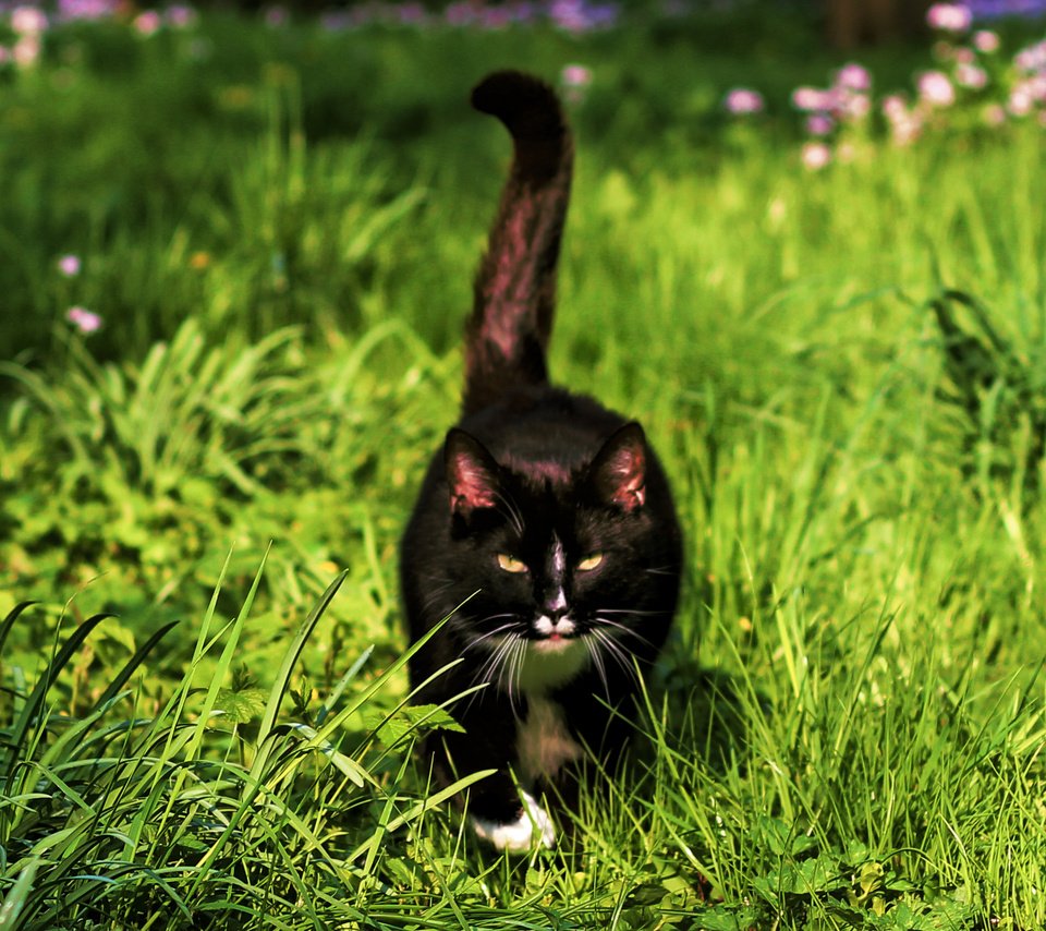 Обои трава, мордочка, усы, кошка, взгляд, хвост, черный кот, by schafsheep, grass, muzzle, mustache, cat, look, tail, black cat разрешение 2801x1681 Загрузить