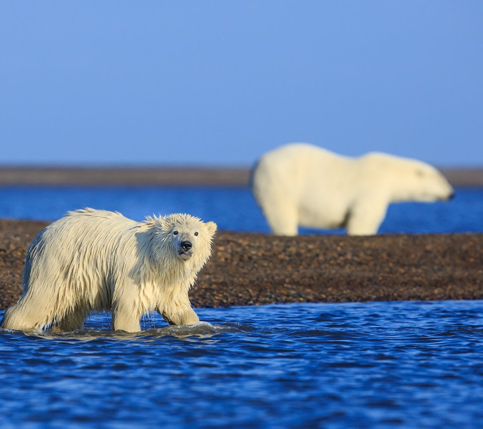 Обои медведи, аляска, арктика, белые медведи, david swindler, bears, alaska, arctic, polar bears разрешение 1920x1200 Загрузить