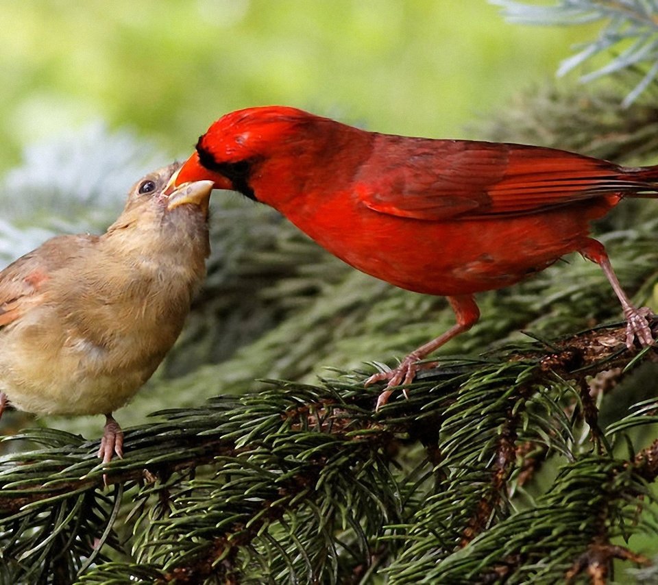 Обои природа, хвоя, ветки, птицы, клюв, кардинал, зяблик, nature, needles, branches, birds, beak, cardinal, chaffinch разрешение 1920x1200 Загрузить