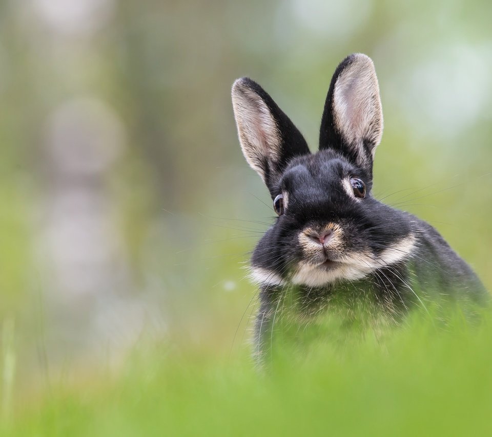 Обои трава, мордочка, взгляд, размытость, кролик, уши, заяц, grass, muzzle, look, blur, rabbit, ears, hare разрешение 2048x1225 Загрузить
