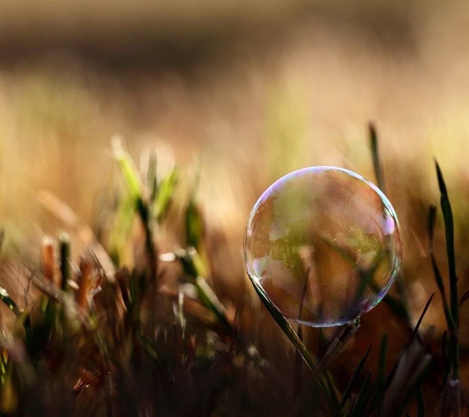 Обои трава, природа, размытость, мыльный пузырь, grass, nature, blur, bubble разрешение 2560x1600 Загрузить