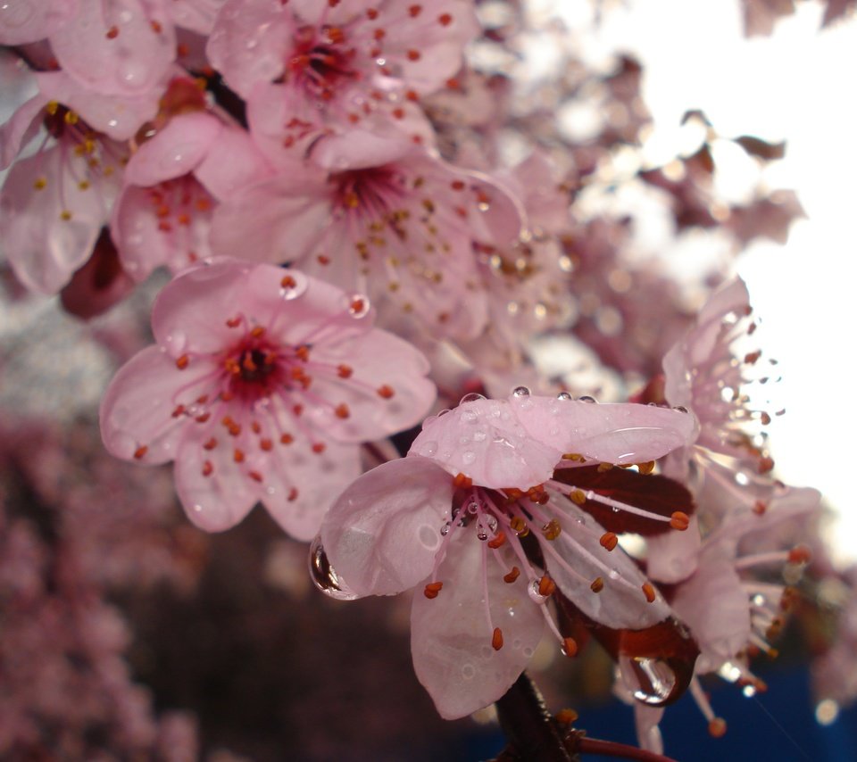 Обои цветение, весна, вишня, капли воды, flowering, spring, cherry, water drops разрешение 2592x1944 Загрузить