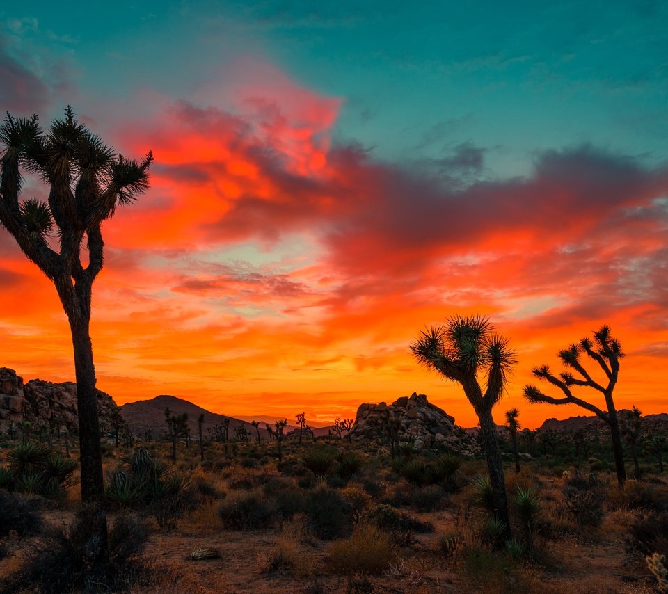 Обои небо, облака, деревья, скалы, закат, joshua tree national park, the sky, clouds, trees, rocks, sunset разрешение 6000x4000 Загрузить