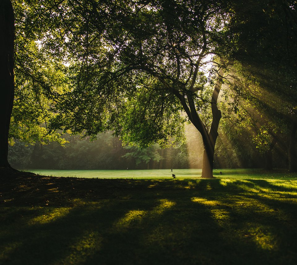 Обои деревья, природа, лучи, парк, ветки, солнечные лучи, trees, nature, rays, park, branches, the sun's rays разрешение 3840x2400 Загрузить