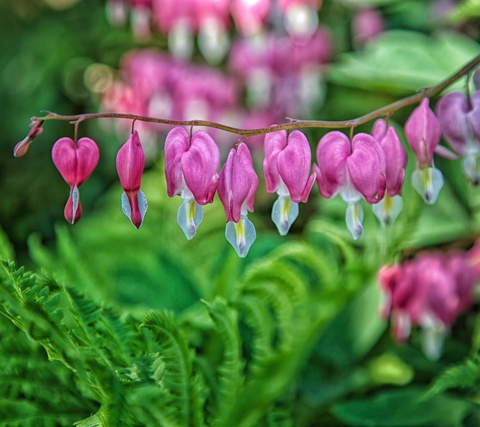 Обои цветы, растения, макро, дицентра, разбитое сердце, flowers, plants, macro, the bleeding heart, broken heart разрешение 2880x1920 Загрузить