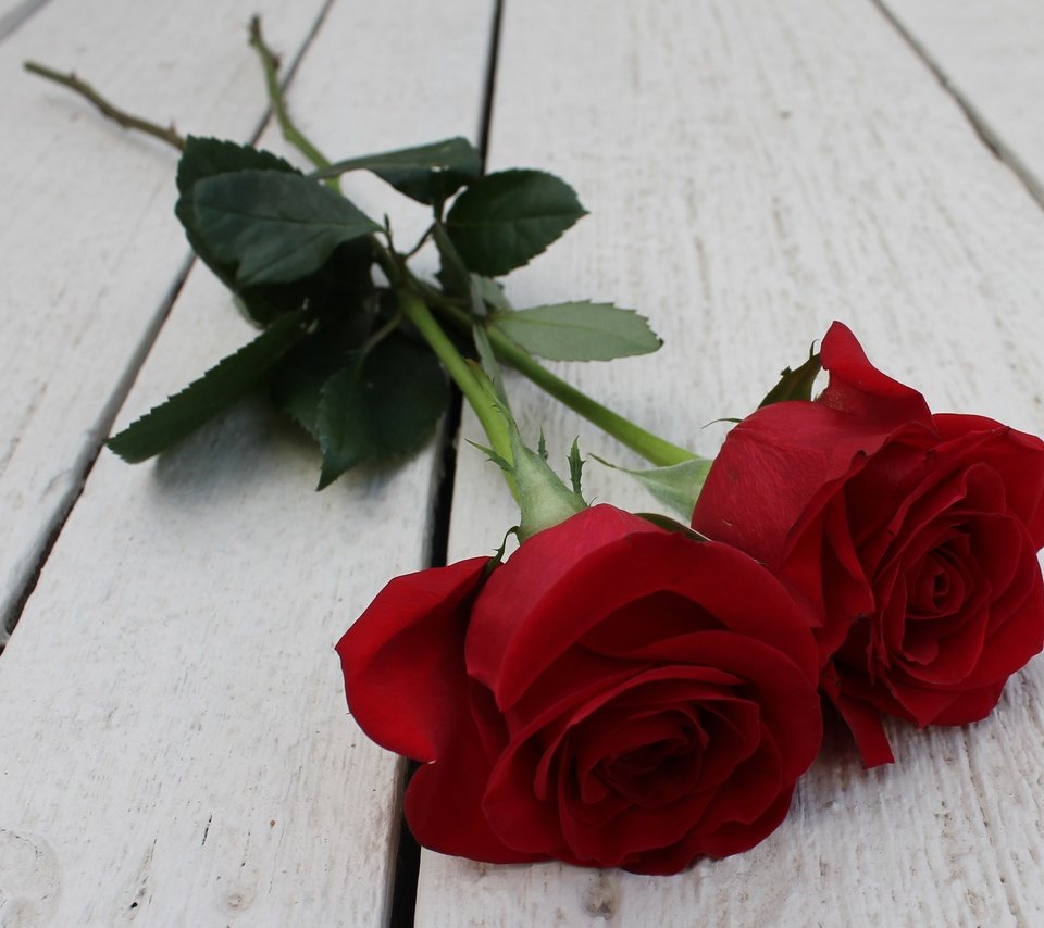 Обои цветы, бутоны, розы, лепестки, деревянная поверхность, flowers, buds, roses, petals, wooden surface разрешение 3616x2359 Загрузить