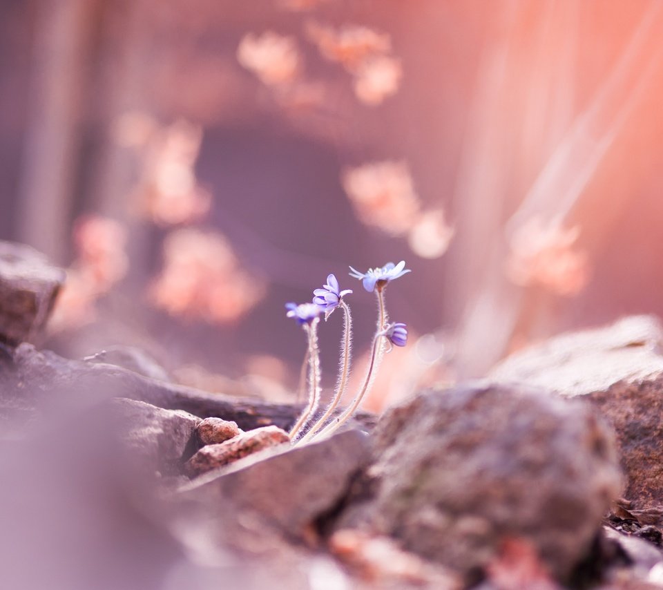 Обои цветы, камни, размытость, весна, flowers, stones, blur, spring разрешение 4256x2832 Загрузить