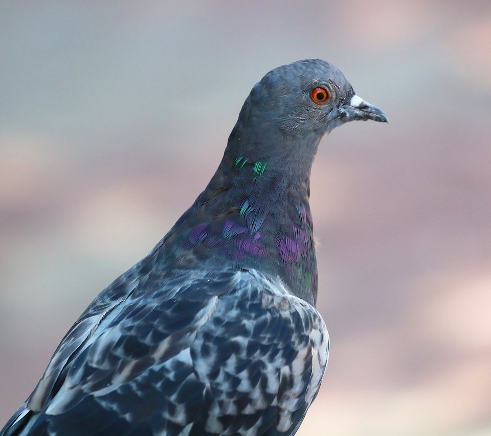 Обои фон, взгляд, птица, клюв, перья, голубь, background, look, bird, beak, feathers, dove разрешение 1920x1280 Загрузить