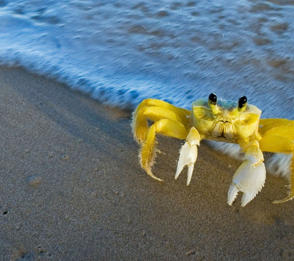 Обои вода, природа, берег, краб, клешни, краб на пляже, атлантический краб-призрак, water, nature, shore, crab, claws, crab on the beach, atlantic crab-ghost разрешение 1920x1200 Загрузить