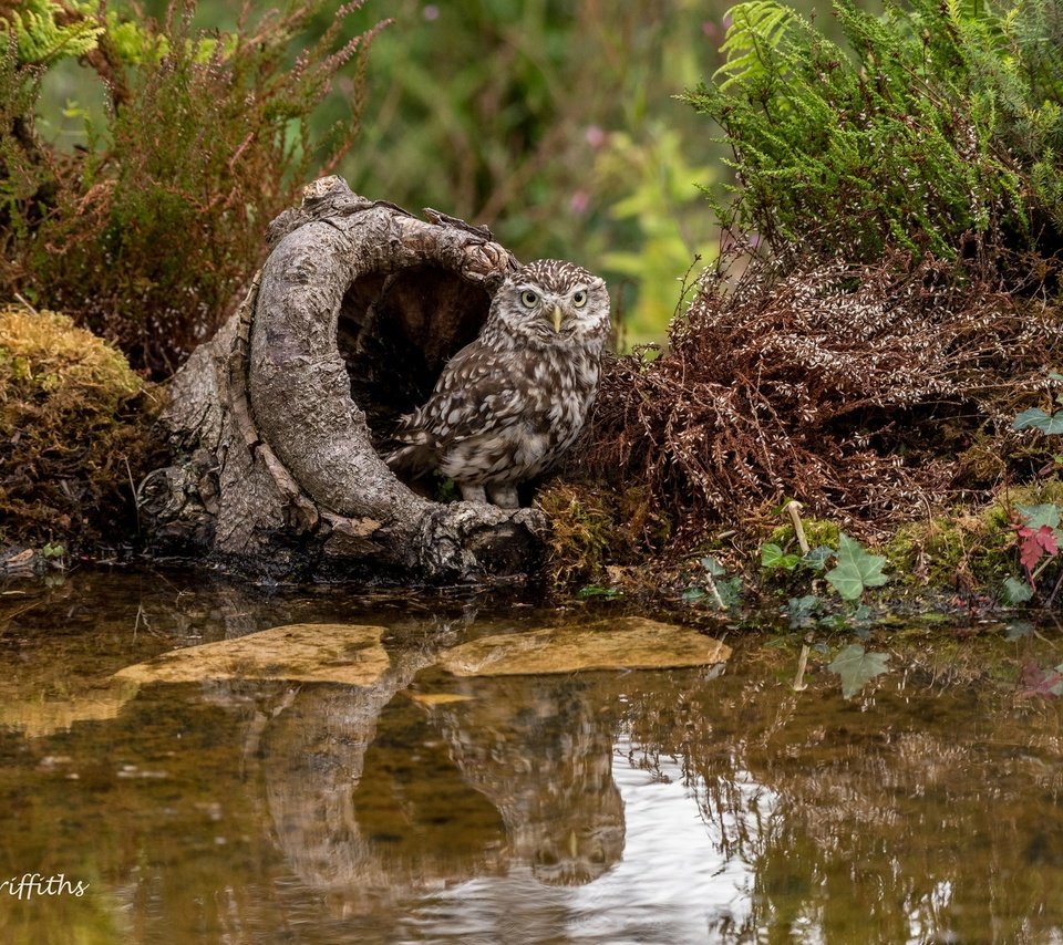 Обои вода, сова, растения, птица, мох, пень, домовый сыч, lynn griffiths, water, owl, plants, bird, moss, stump, the little owl разрешение 2048x1367 Загрузить