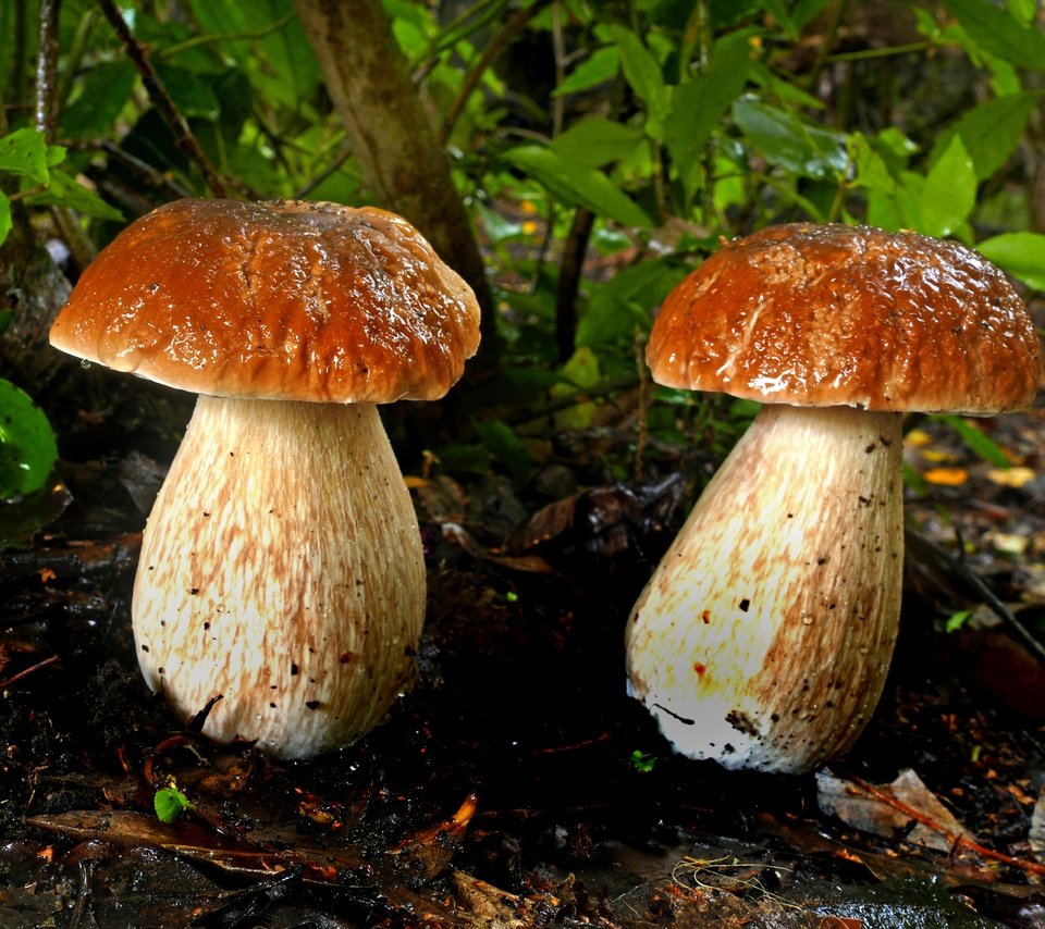 Обои листья, грибы, парочка, боровики, leaves, mushrooms, a couple разрешение 4610x2912 Загрузить