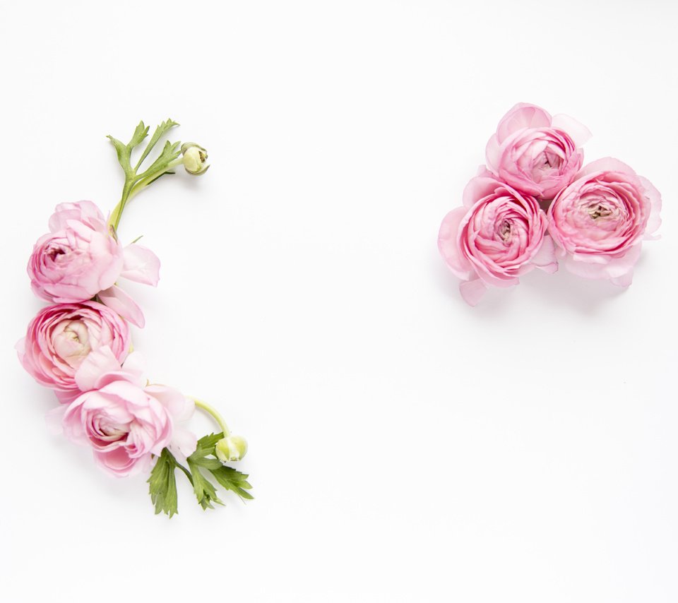Обои цветы, лепестки, белый фон, ранункулюс, flowers, petals, white background, ranunculus разрешение 6720x4480 Загрузить
