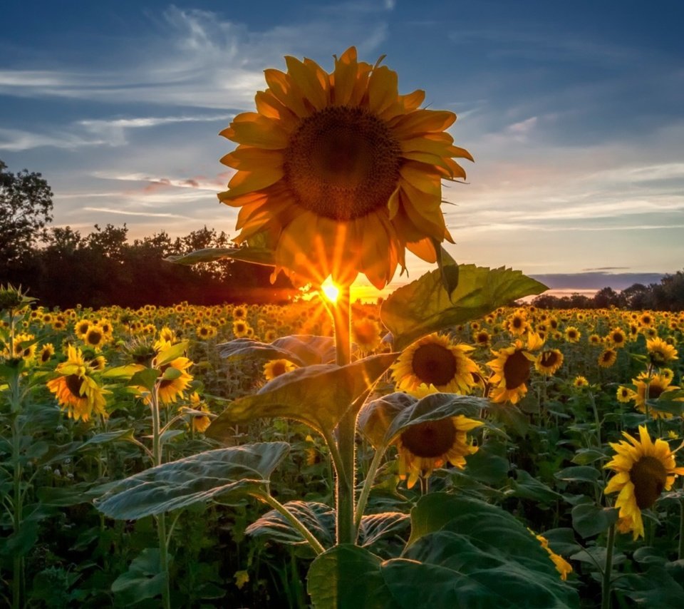 Обои восход, поле, подсолнухи, sunrise, field, sunflowers разрешение 2560x1440 Загрузить
