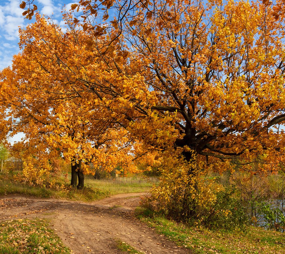 Обои деревья, природа, пейзаж, осень, trees, nature, landscape, autumn разрешение 2304x1536 Загрузить