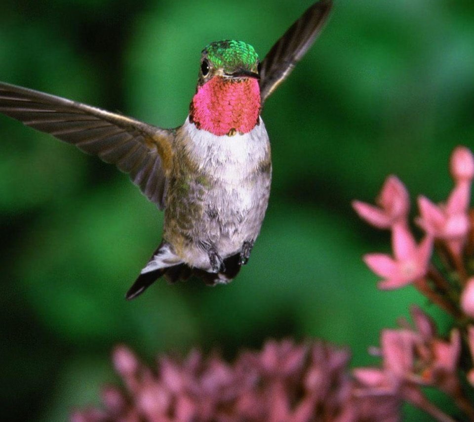 Обои птица, клюв, колибри, широкохвостный колибри, широкохвостый колибри, bird, beak, hummingbird разрешение 1920x1080 Загрузить