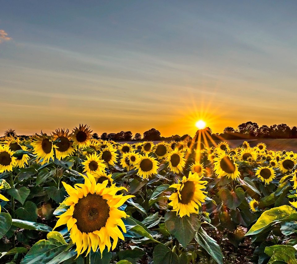 Обои небо, цветы, солнце, поле, подсолнухи, желтые, the sky, flowers, the sun, field, sunflowers, yellow разрешение 1920x1080 Загрузить