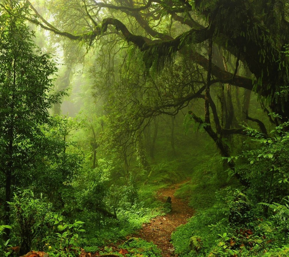 Обои деревья, природа, лес, пейзаж, туман, тропинка, заросли, trees, nature, forest, landscape, fog, path, thickets разрешение 1920x1080 Загрузить