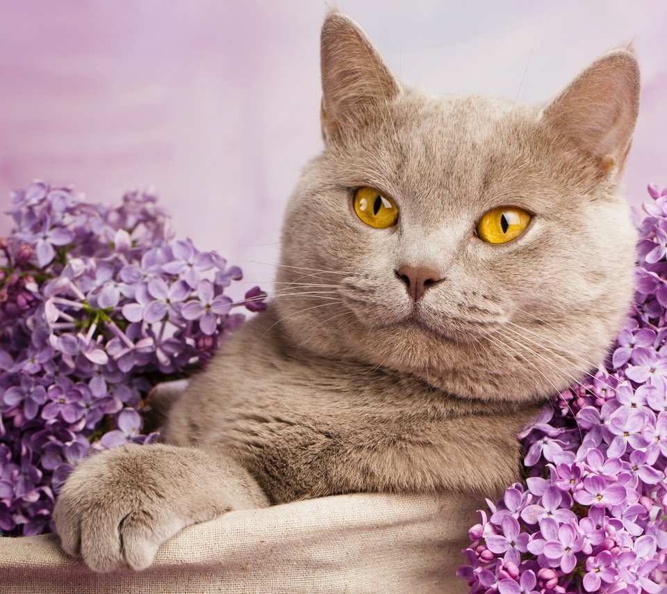 Обои портрет, кот, кошка, сирень, британская короткошерстная, british cat in flowers, portrait, cat, lilac, british shorthair разрешение 4500x3600 Загрузить