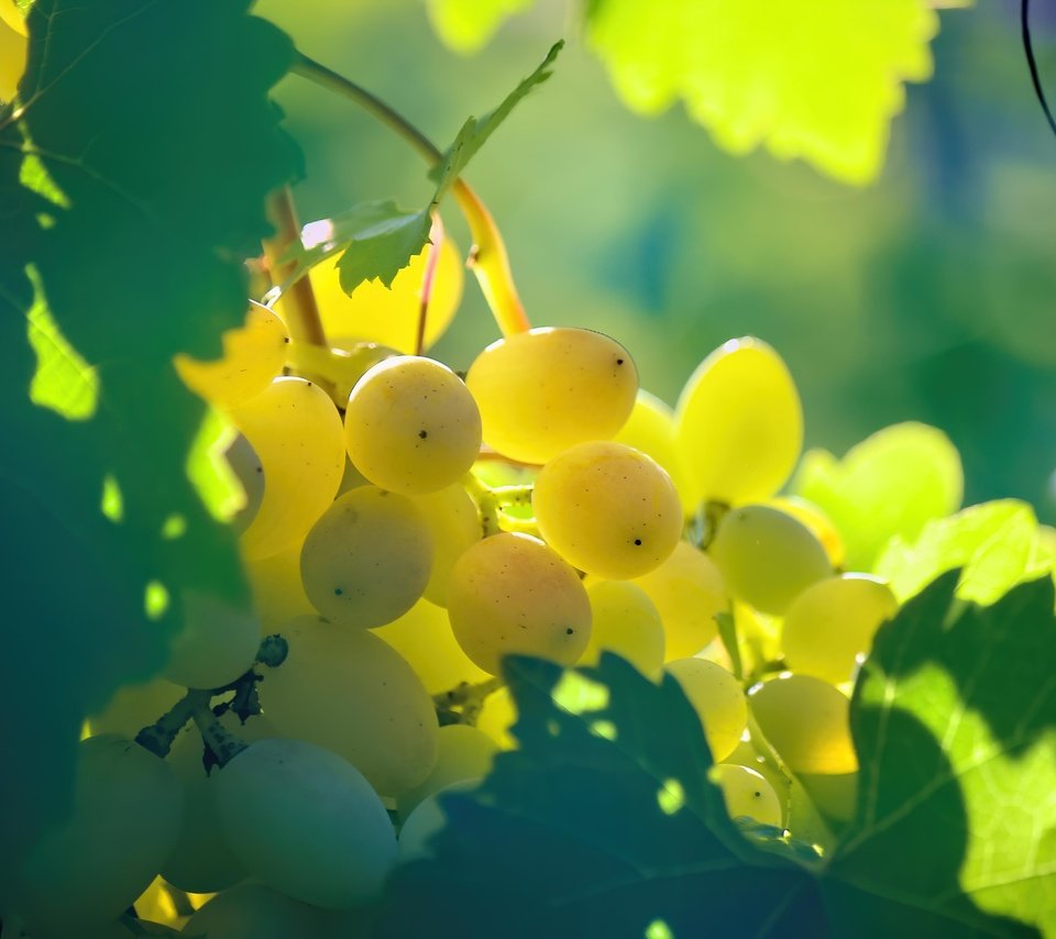 Обои природа, макро, виноград, лоза, nature, macro, grapes, vine разрешение 5184x3456 Загрузить