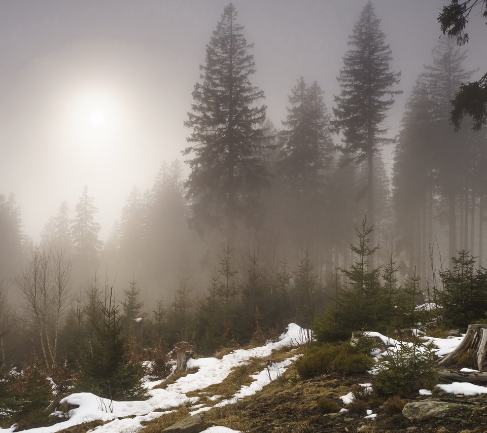 Обои деревья, снег, лес, туман, trees, snow, forest, fog разрешение 3840x2160 Загрузить